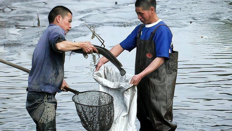 撈魚小妙招10個(gè)【10種實(shí)用且高效的撈魚方法】