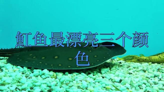 夢魟魚最建議購買的三個顏色，新手挑選夢魟魚一定要知道這些，越養越喜歡！