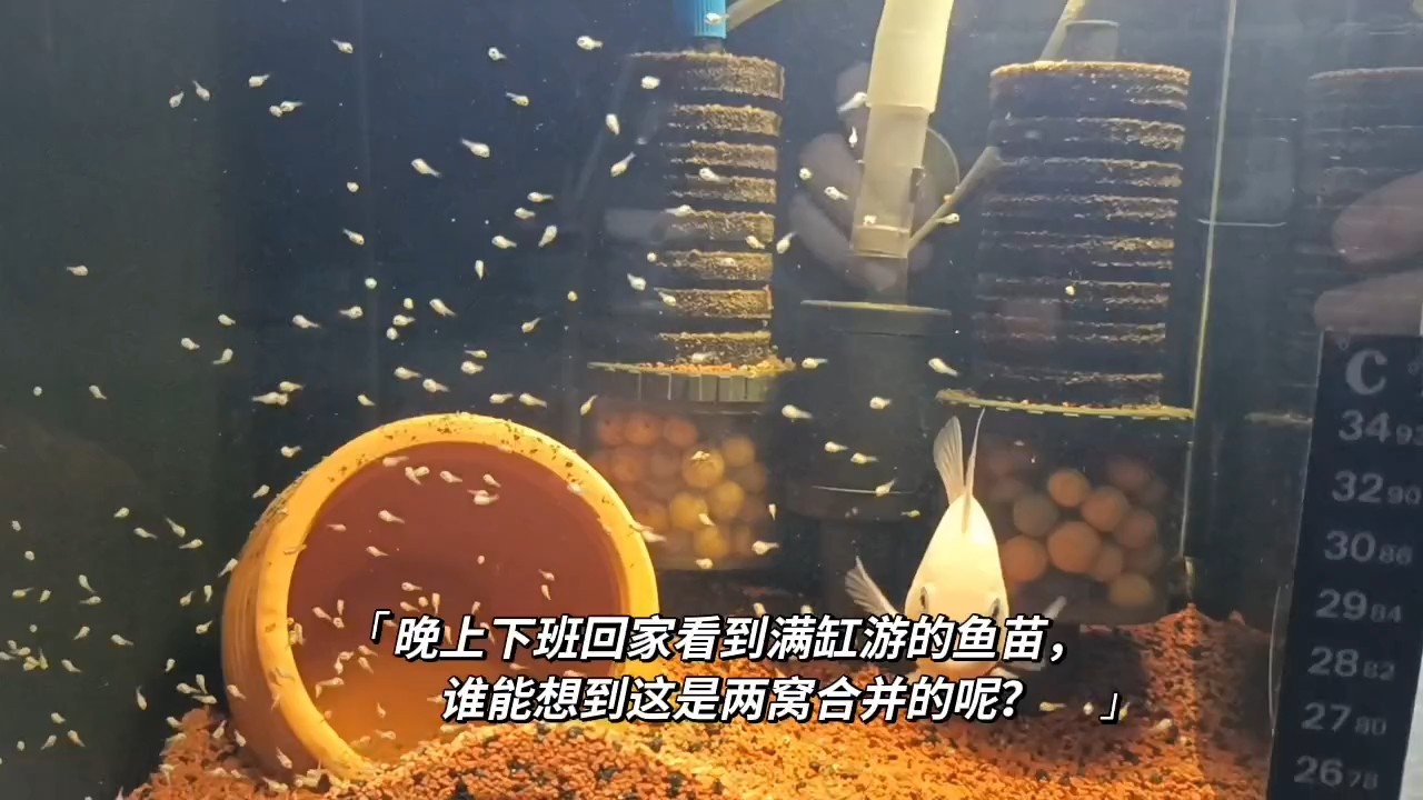 魚苗起飛第二天，《魚苗起飛第二天》