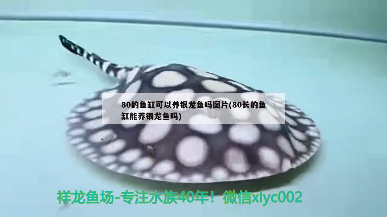 80的魚缸可以養銀龍魚嗎圖片(80長的魚缸能養銀龍魚嗎)