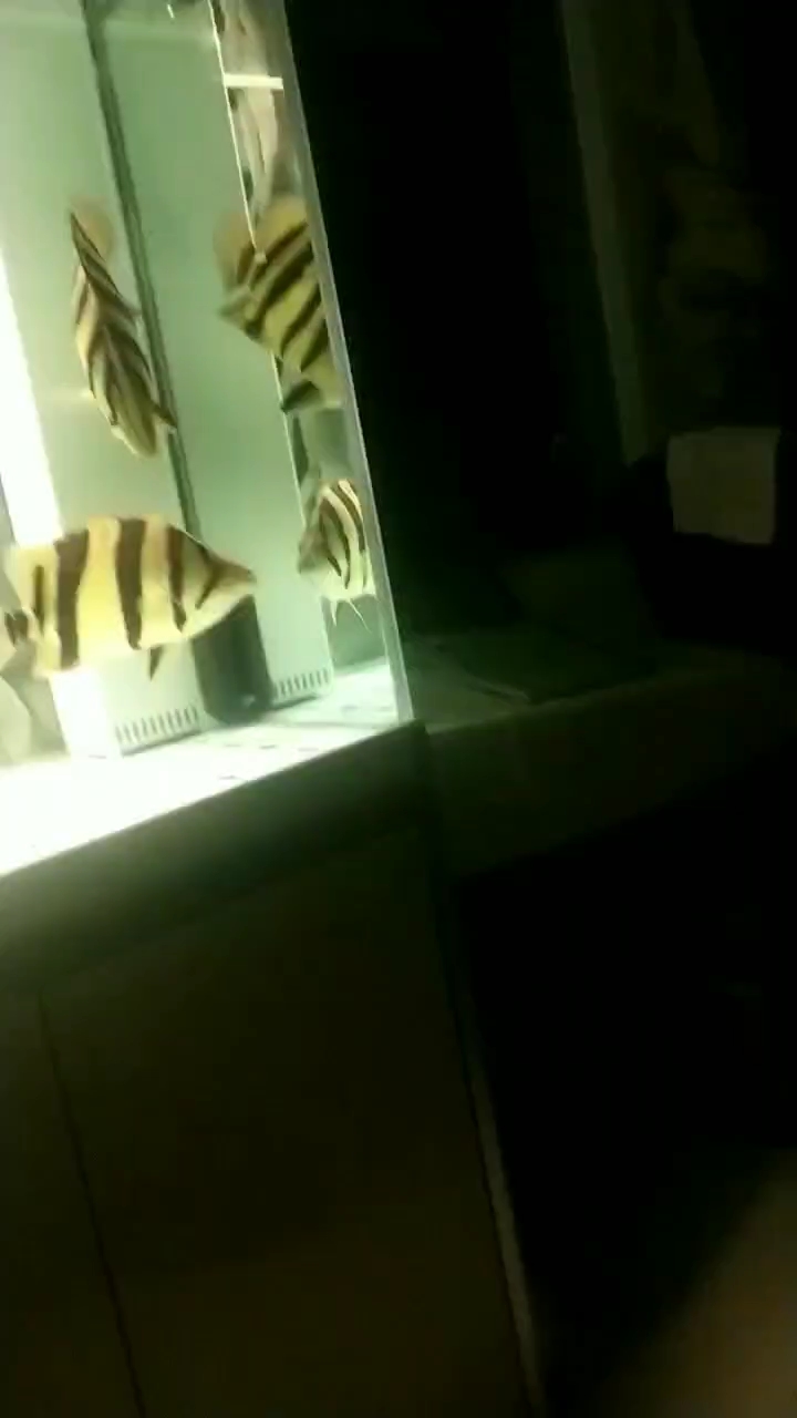 高清虎，“高清虎”聚焦于展現老虎的極致視覺影像