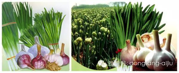 佛教的五葷五腥是什么，佛教中的“五葷”指的是什么，為什么不吃它們國學文化漫談