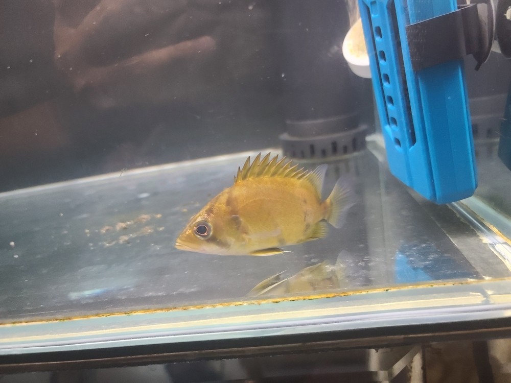 記錄成長。。。 記錄成長。。。 龍魚論壇 第2張