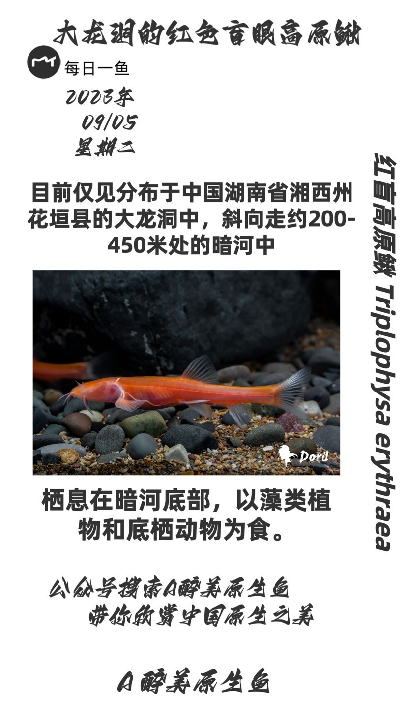 紅盲高原鰍