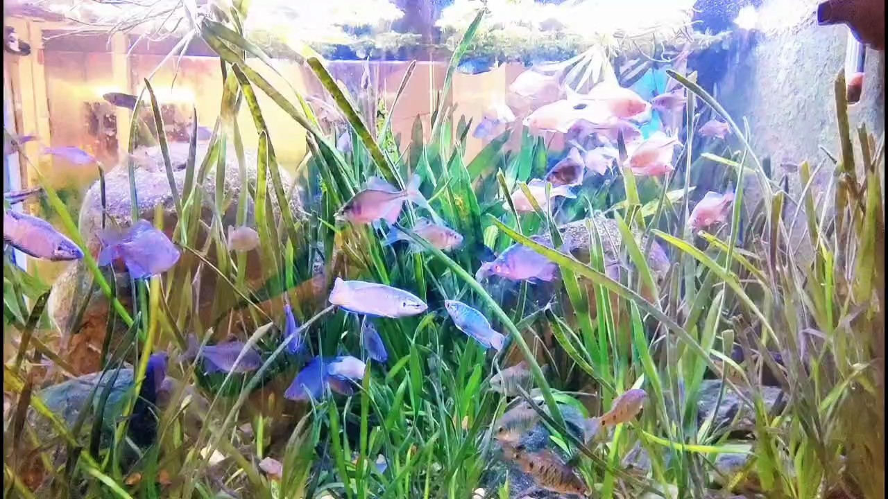 看看魚，《看看魚》聚焦于對魚類世界的細致觀察與探索與探索