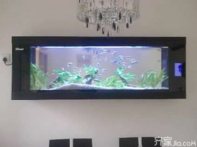 壁掛魚缸能掉下來嗎：壁掛魚缸安全性如何？