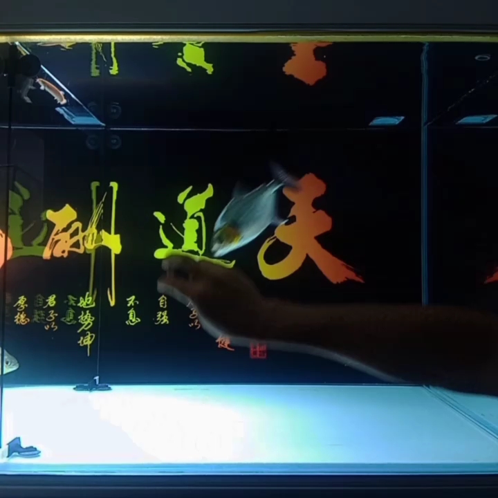 逗逗魚，放松心情，《逗逗魚，放松心情》