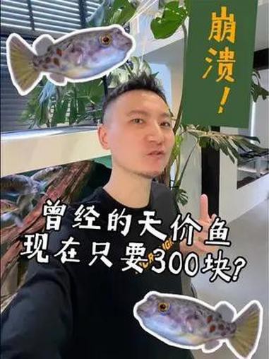 世界上最貴的狗頭魚多少錢，世界上最貴的狗頭魚價值探究狗頭魚的價值探究