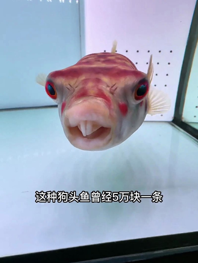 世界上最貴的狗頭魚多少錢，世界上最貴的狗頭魚價值探究狗頭魚的價值探究
