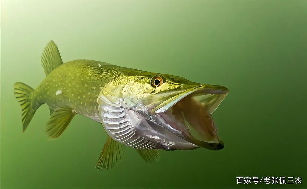 世界上最貴的狗頭魚多少錢，世界上最貴的狗頭魚價值探究狗頭魚的價值探究