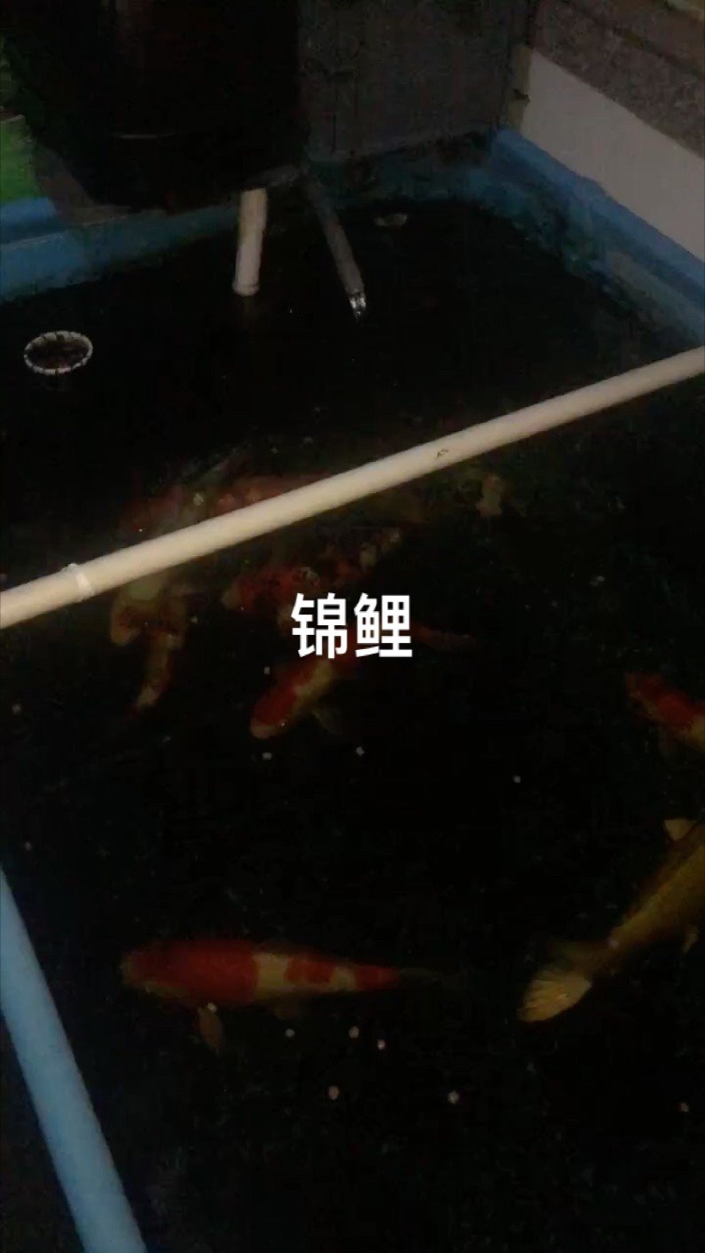 錦鯉游的時候身體彎了 這是什么病？，《錦鯉游時身體彎曲病癥探究》