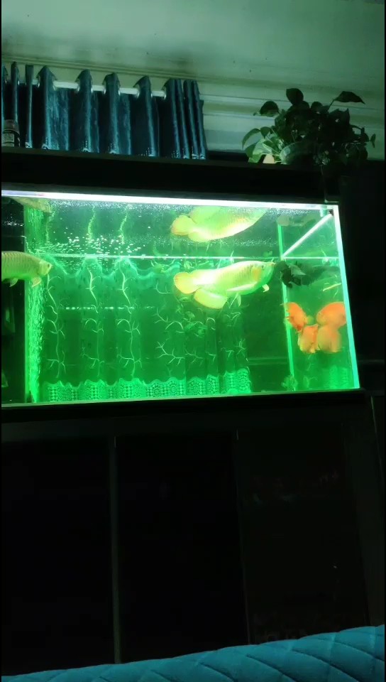 出個差虎魚被吃一條