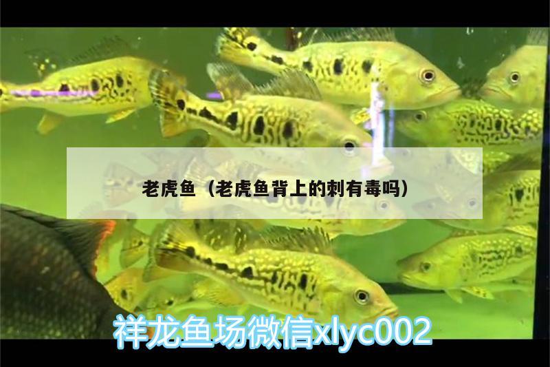 老虎魚(yú)（老虎魚(yú)背上的刺有毒嗎）