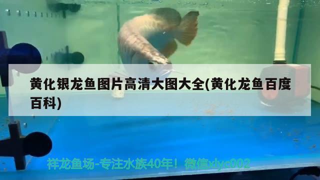 黃化銀龍魚圖片高清大圖大全(黃化龍魚百度百科)