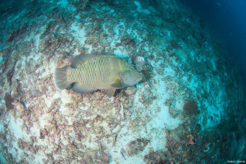 1.5米魚缸可以養幾條龍，1.5米魚缸養幾條龍