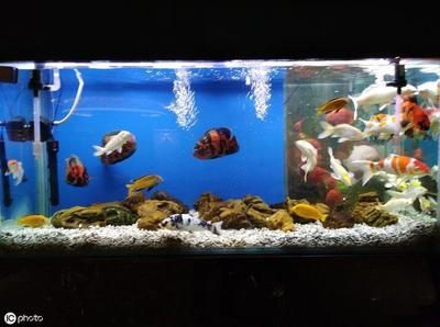 如何快速建立魚缸硝化系統：快速建立魚缸硝化系統的方法