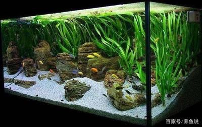 如何快速建立魚缸硝化系統：快速建立魚缸硝化系統的方法