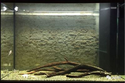 如何快速建立魚缸硝化系統：快速建立魚缸硝化系統的方法