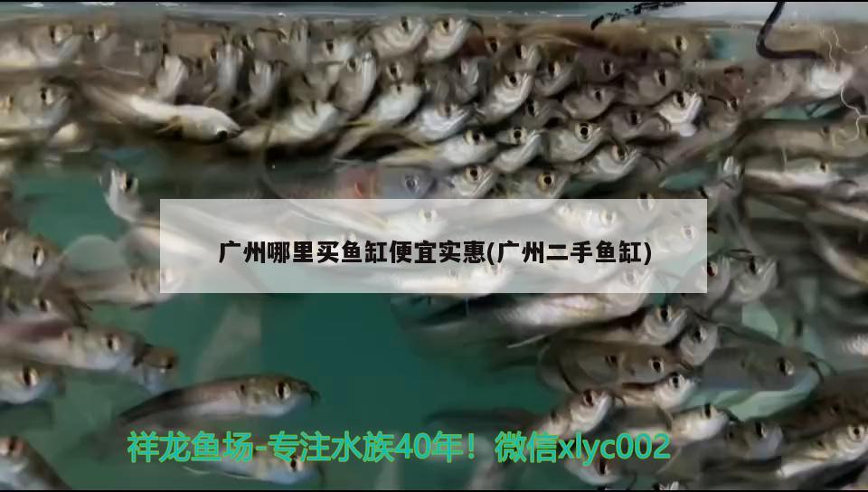 關刀能和龍魚混養嗎，地圖魚能和虎魚龍魚一起養嗎 關刀能和龍魚混養嗎，地圖魚能和虎魚龍魚一起養嗎 虎魚百科 第1張