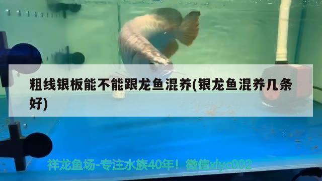粗線銀板能不能跟龍魚混養(yǎng)(銀龍魚混養(yǎng)幾條好)