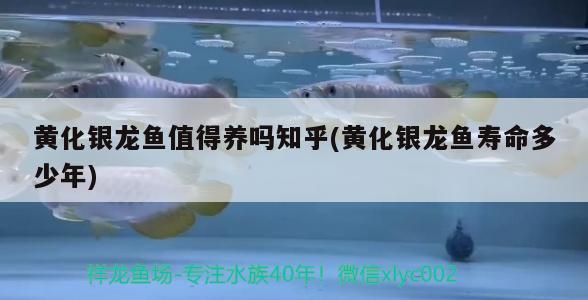 黃化銀龍魚值得養(yǎng)嗎知乎(黃化銀龍魚壽命多少年)化銀龍魚，養(yǎng)還是不養(yǎng)