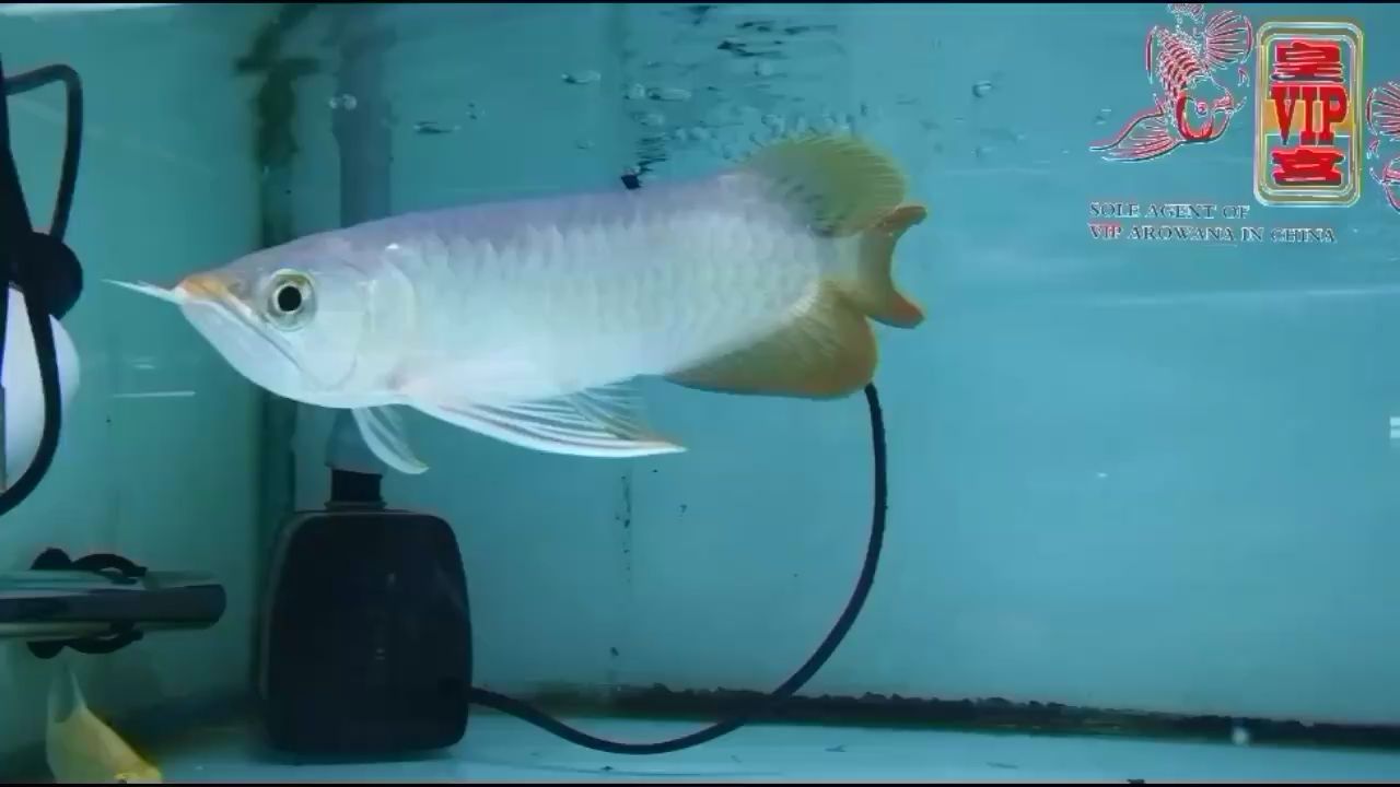 皇宮出品帶刀侍衛一條，護衛，皇宮特訓帶刀侍衛的