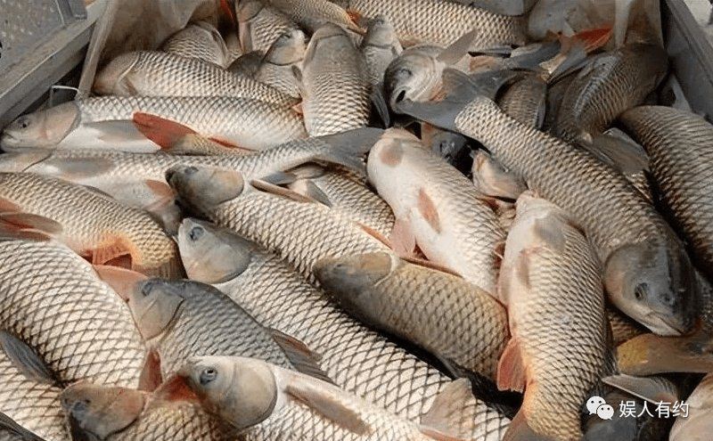 甲醛最多的6種魚【停止吃這6種魚，或含有甲醛和重金屬,看完請轉告身邊人,生活多知道】