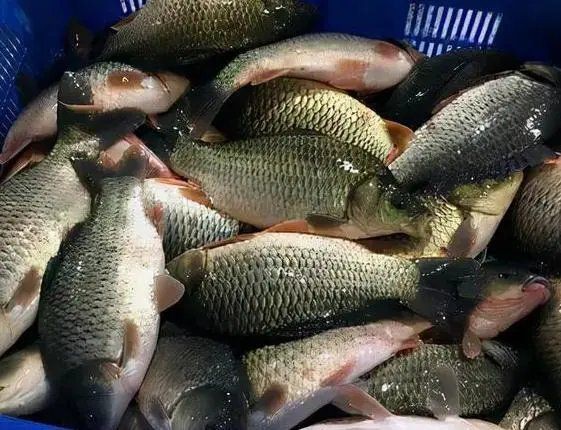 甲醛最多的6種魚【停止吃這6種魚，或含有甲醛和重金屬,看完請轉告身邊人,生活多知道】