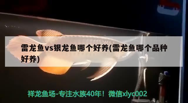 雷龍魚vs銀龍魚哪個好養(雷龍魚哪個品種好養)龍魚與銀龍魚，哪種魚類
