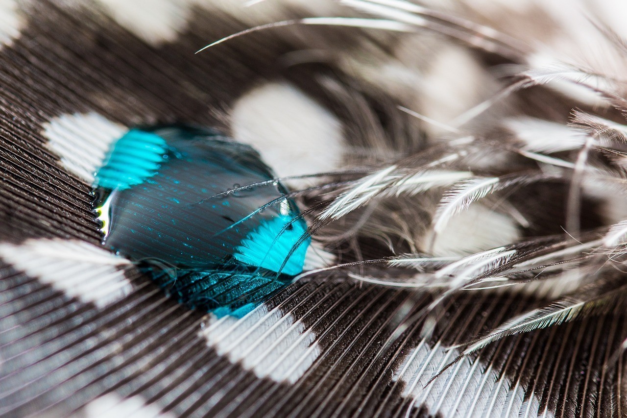 虎魚(yú)龍魚(yú)混養(yǎng)用什么背景（龍魚(yú)虎魚(yú)混養(yǎng)寓意）魚(yú)虎魚(yú)混養(yǎng)，探索和諧共生