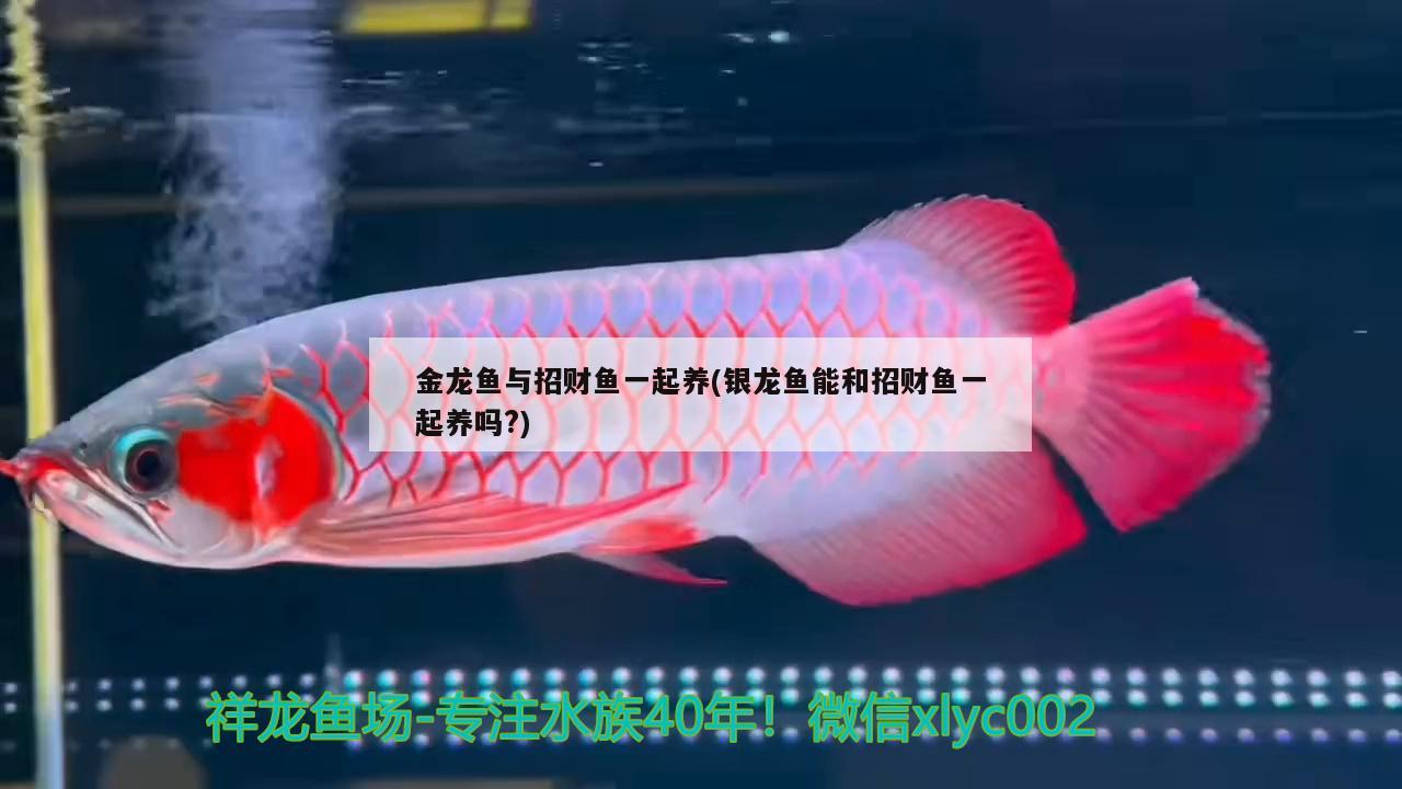 金龍魚與招財魚一起養(銀龍魚能和招財魚一起養嗎?)龍魚與招財魚共養指南，銀龍魚能否