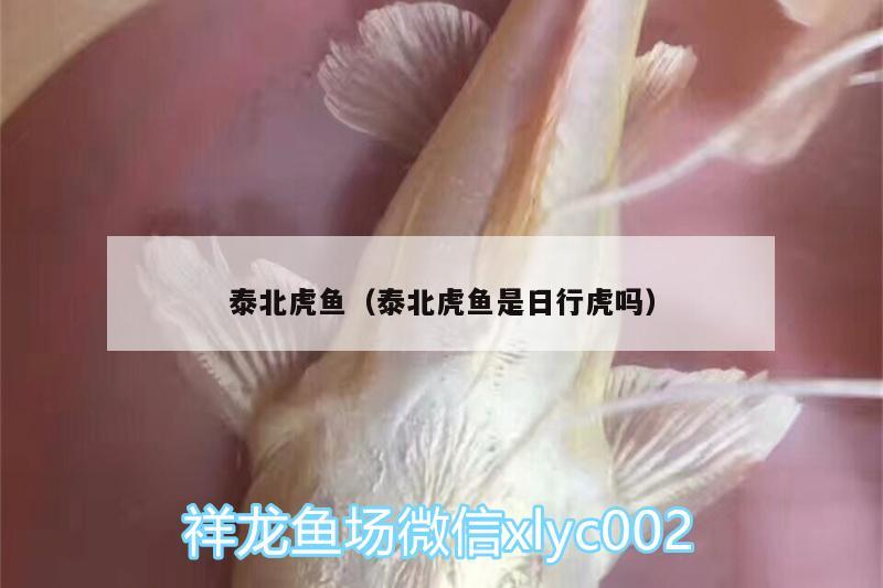 泰北虎魚（泰北虎魚是日行虎嗎）北虎魚，日行虎的神秘