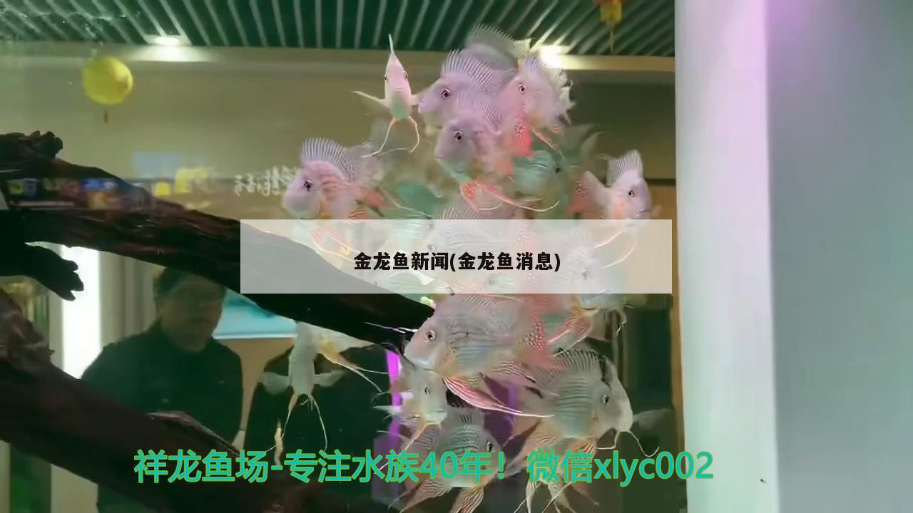 金龍魚新聞(金龍魚消息)龍魚集團最新動態，引領行業創新