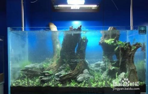 小魚缸圖片：小魚缸圖片展示