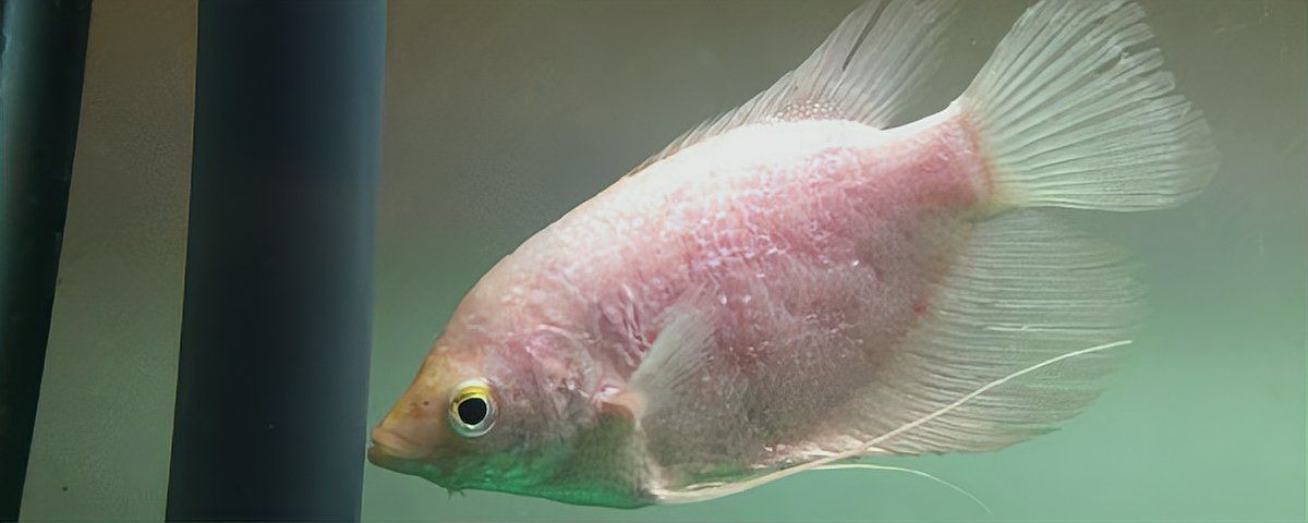 古代戰(zhàn)船魚最怕三個(gè)東西，古代戰(zhàn)船魚的生存威脅