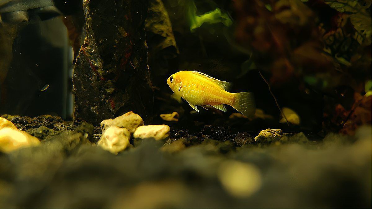 古代戰(zhàn)船魚最怕三個(gè)東西，古代戰(zhàn)船魚的生存威脅