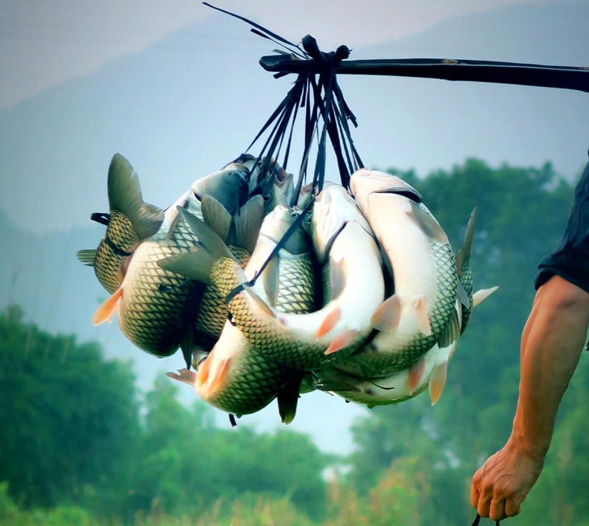 古代戰(zhàn)船魚最怕三個(gè)東西，古代戰(zhàn)船魚的生存威脅