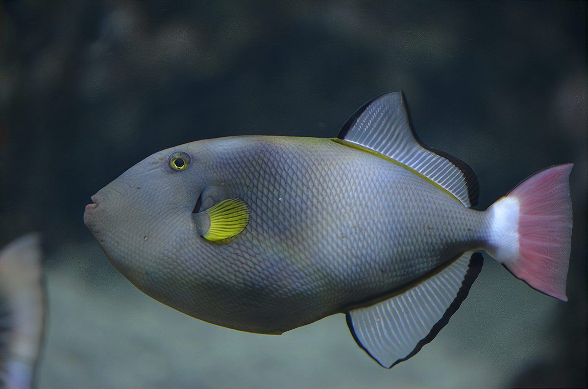 古代戰(zhàn)船魚(yú)最怕三個(gè)東西，古代戰(zhàn)船魚(yú)的生存威脅