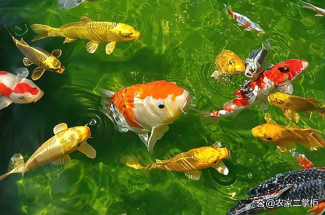 養魚為什么晚上要開燈，《養魚為什么晚上要開燈》在魚類養殖中引起的恐慌性