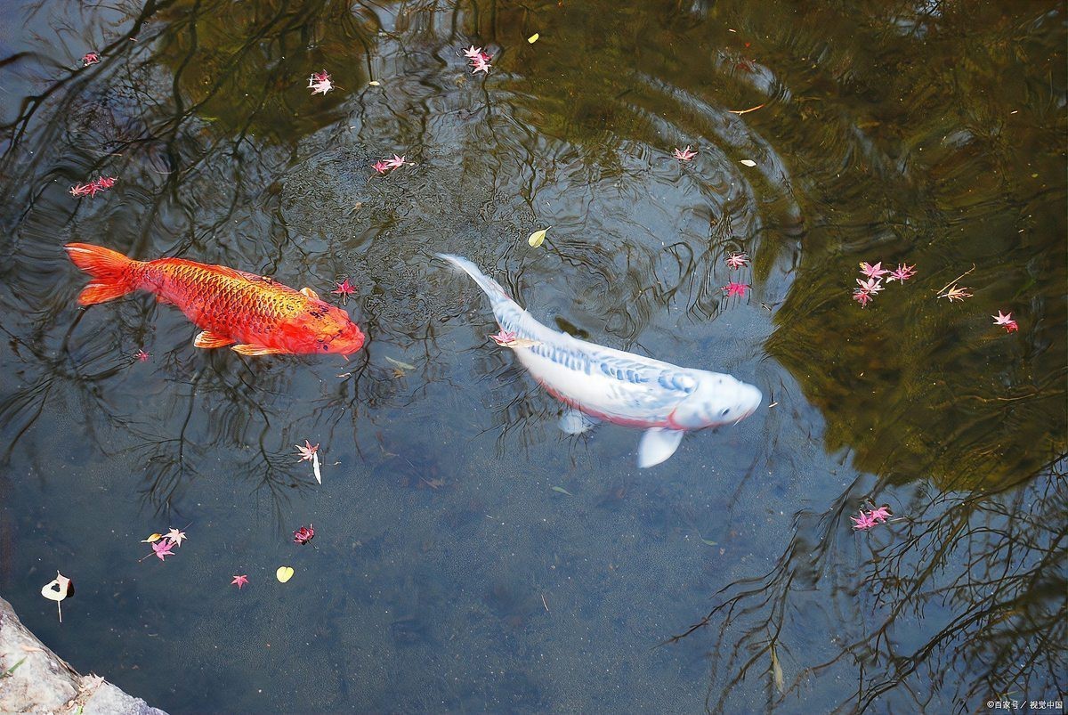養魚為什么晚上要開燈，《養魚為什么晚上要開燈》在魚類養殖中引起的恐慌性