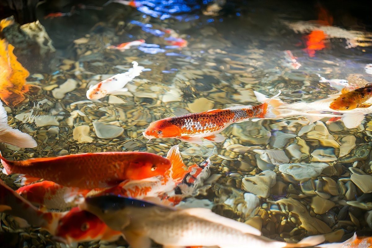 養魚為什么晚上要開燈，《養魚為什么晚上要開燈》在魚類養殖中引起的恐慌性