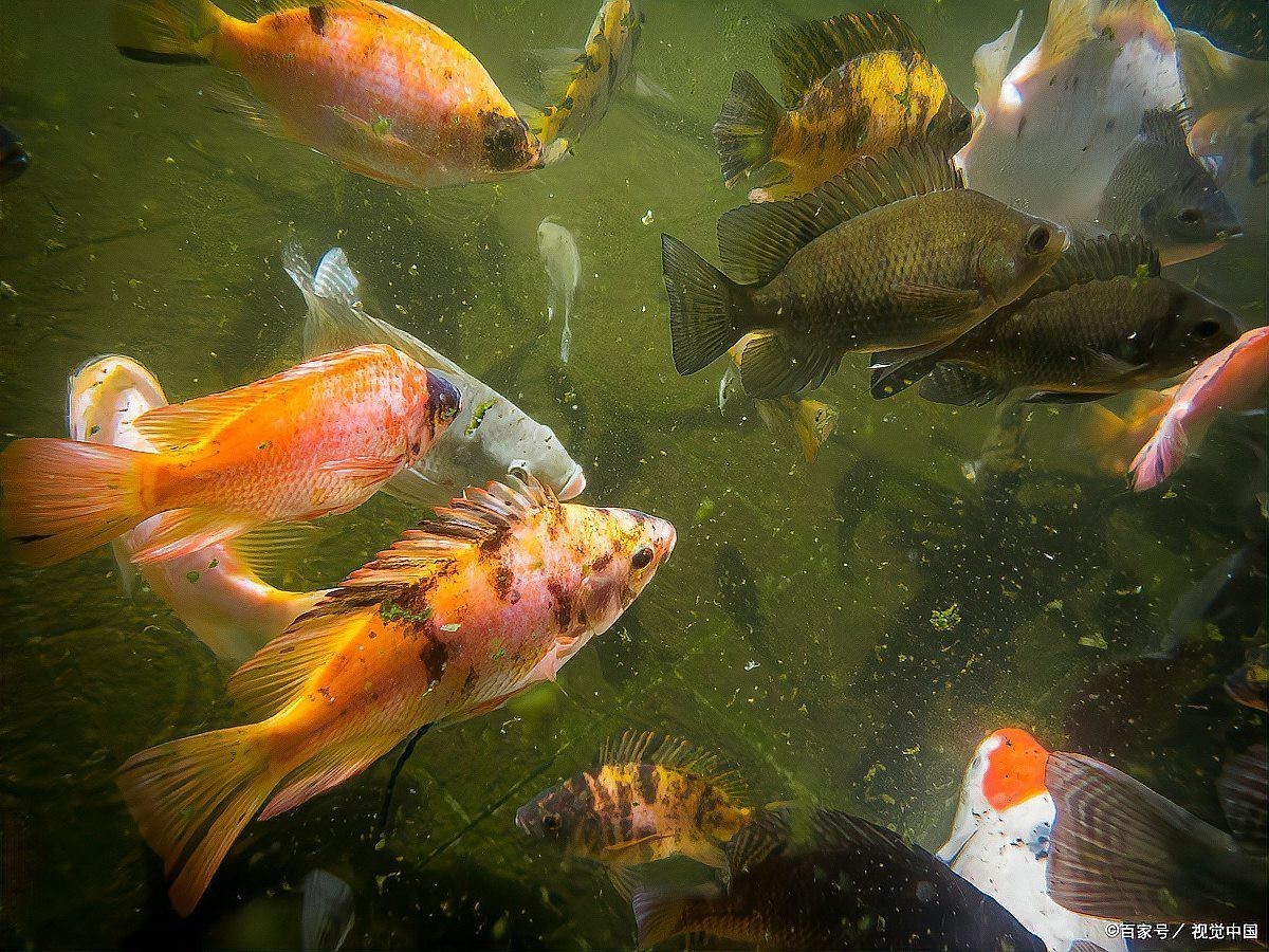 養魚為什么晚上要開燈，《養魚為什么晚上要開燈》在魚類養殖中引起的恐慌性