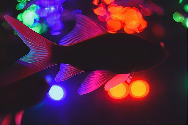 養魚為什么晚上要開燈，《養魚為什么晚上要開燈》在魚類養殖中引起的恐慌性