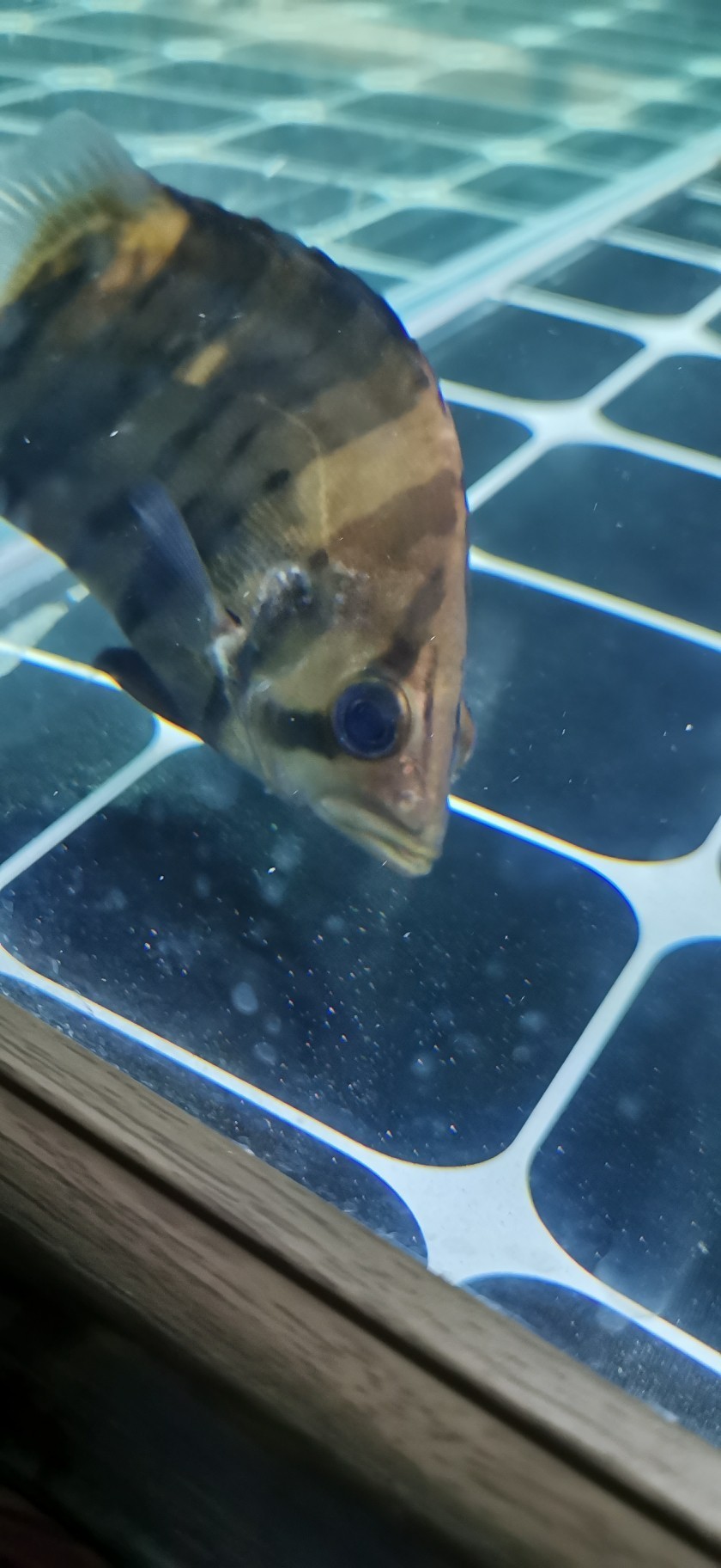 大師們看看這虎魚怎么了 虎魚百科 第1張 大師們看看這虎魚怎么了 大師們看看這虎魚怎么了 虎魚百科 第1張