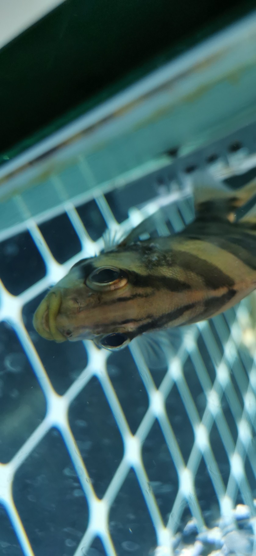 大師們看看這虎魚怎么了 虎魚百科 第4張 大師們看看這虎魚怎么了 大師們看看這虎魚怎么了 虎魚百科 第4張