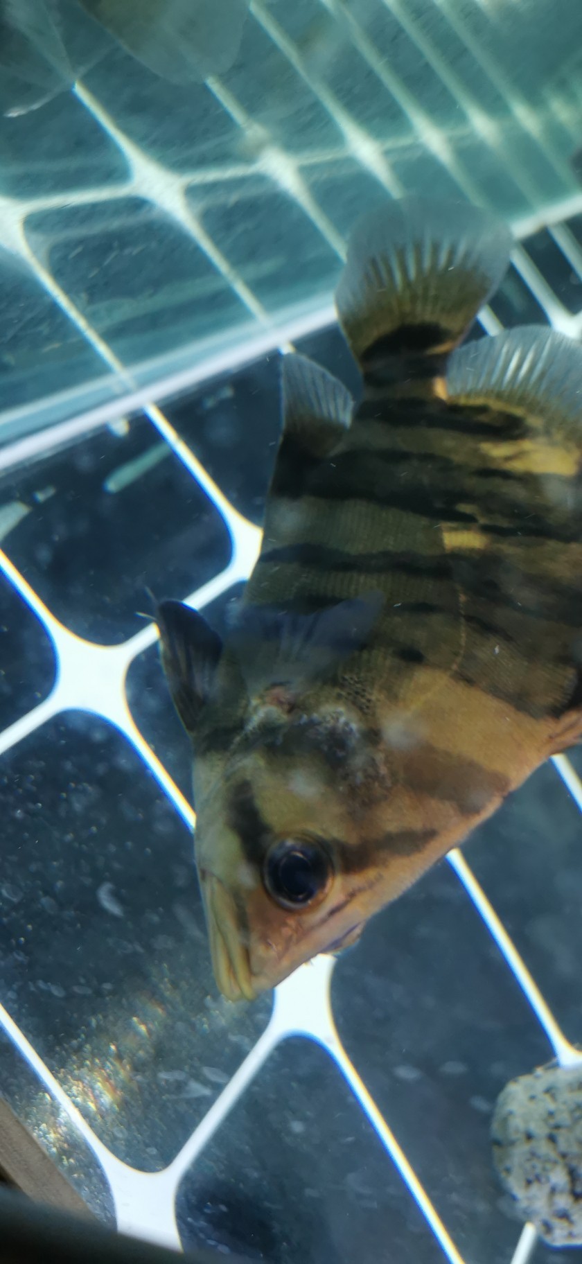 大師們看看這虎魚怎么了 虎魚百科 第2張 大師們看看這虎魚怎么了 大師們看看這虎魚怎么了 虎魚百科 第2張