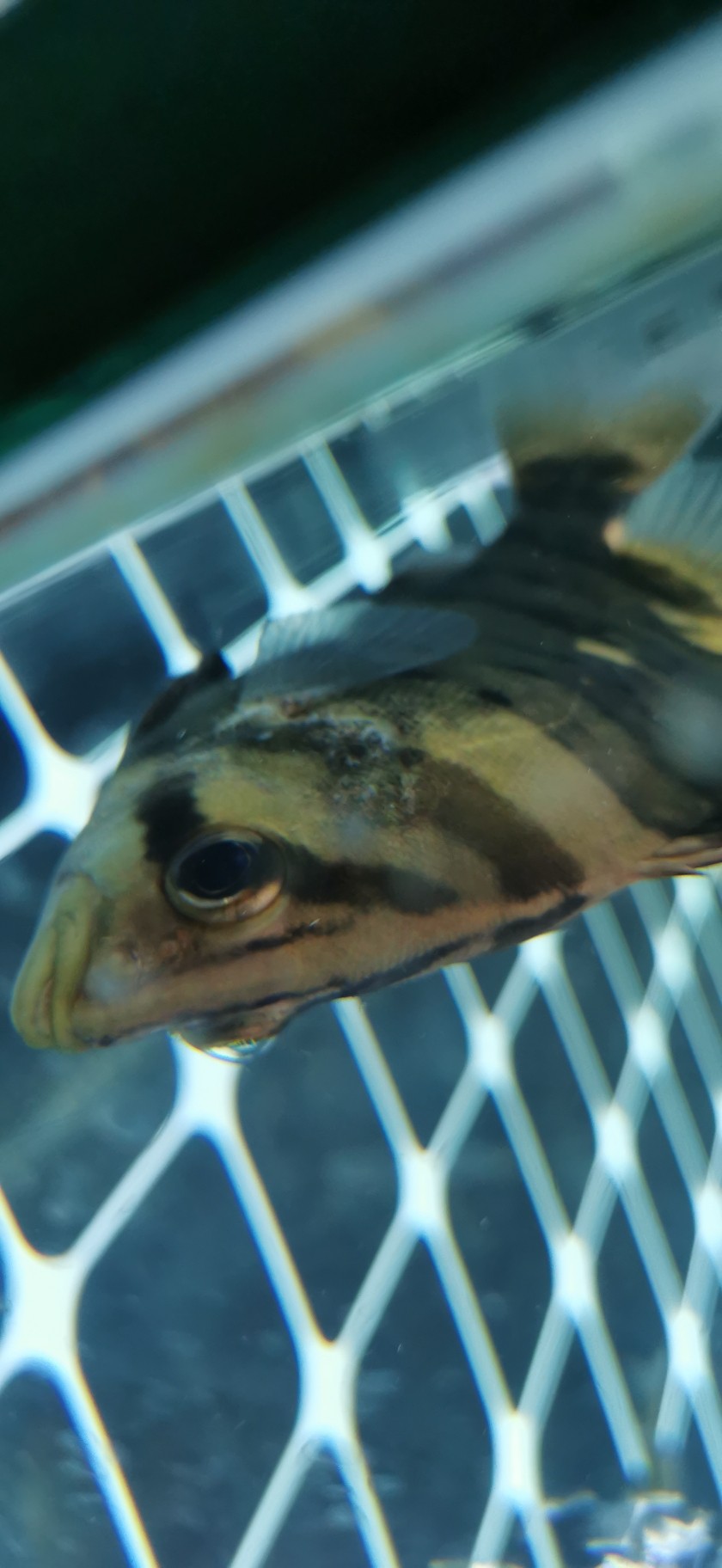 大師們看看這虎魚怎么了 虎魚百科 第3張 大師們看看這虎魚怎么了 大師們看看這虎魚怎么了 虎魚百科 第3張