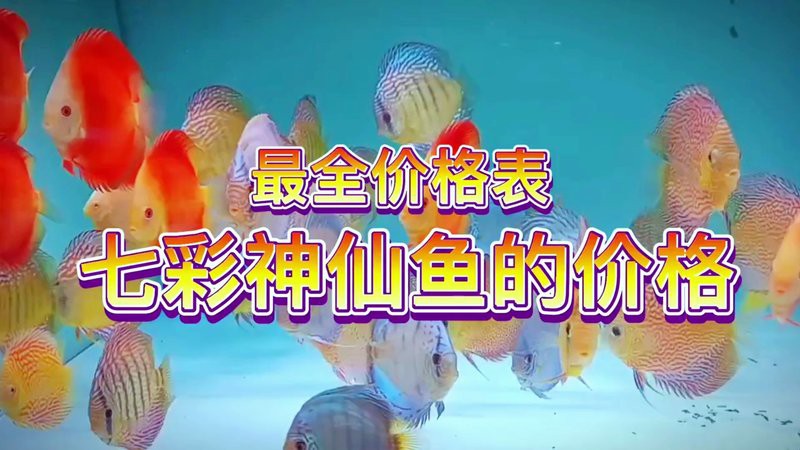 七彩神仙價(jià)格一覽表【七彩神仙魚(yú)價(jià)格全解析】 七彩神仙價(jià)格一覽表【七彩神仙魚(yú)價(jià)格全解析】 龍魚(yú)論壇 第7張