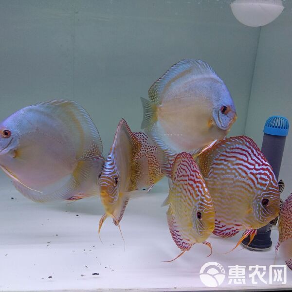 七彩神仙價(jià)格一覽表【七彩神仙魚(yú)價(jià)格全解析】 七彩神仙價(jià)格一覽表【七彩神仙魚(yú)價(jià)格全解析】 龍魚(yú)論壇 第2張