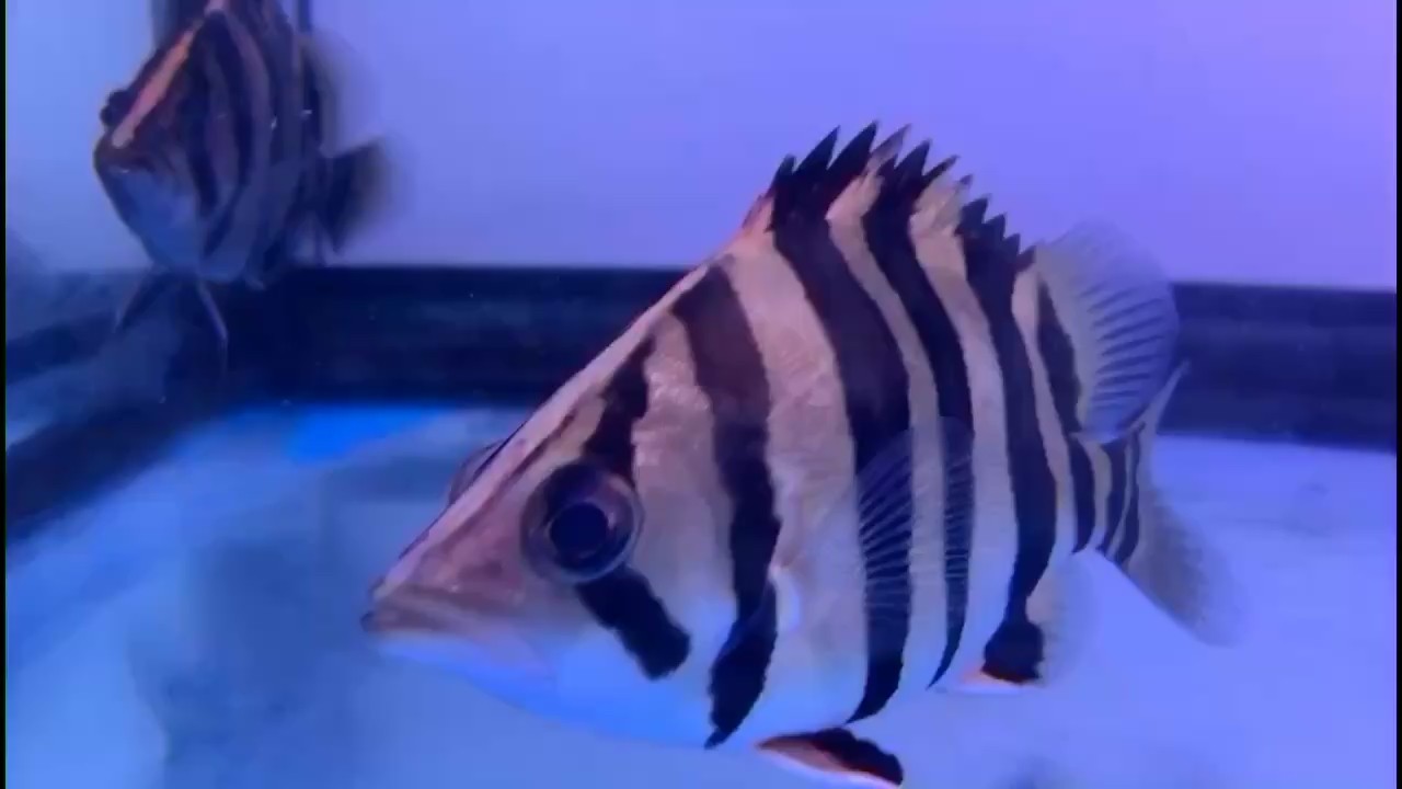 虎魚不吃泥鰍怎么破？